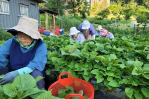 2024 여름..밭일들..