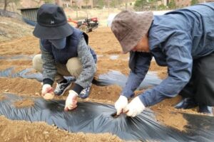 20230324 감자심기