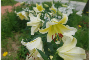 2022년 07월 한여름 풍경