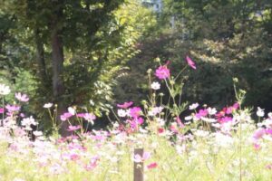 코스모스 한들한들...