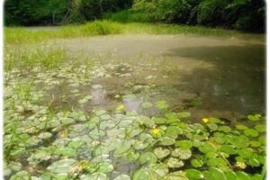 한쪽구석 연못가