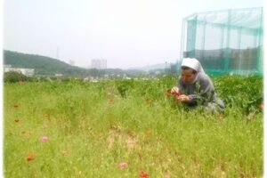 양귀비꽃에 반한수녀님